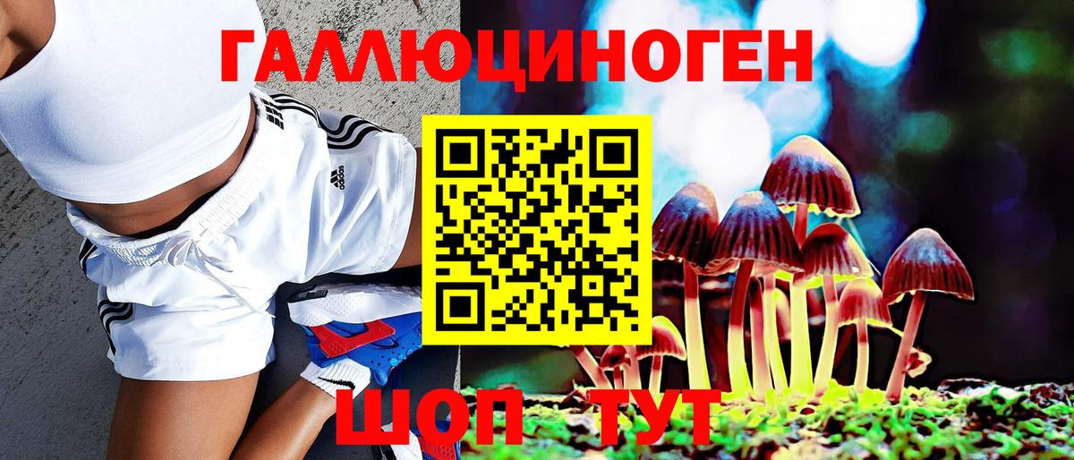 Псилоцибиновые грибы Psilocybine cubensis Луга